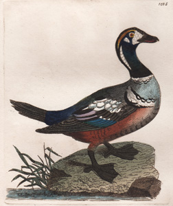 The Harlequin Duck